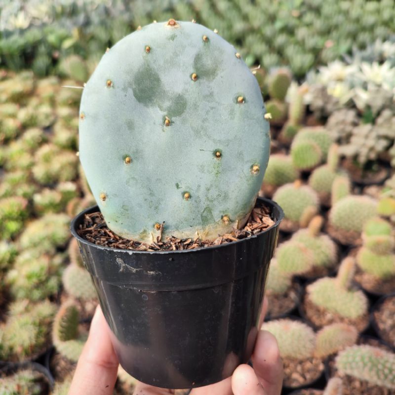 Opuntia Robusta | DP 10cm