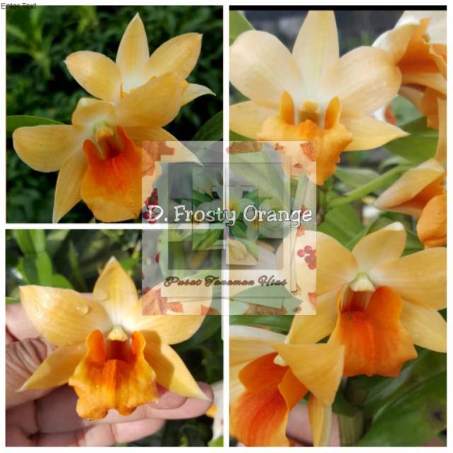 Anggrek dendrobium Frosty Orange