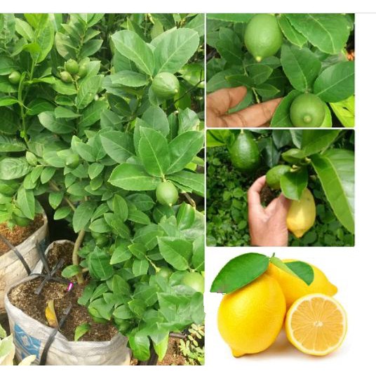 Bibit Buah Jeruk Lemon Sudah Berbuah Bibit Jeruk Lemon Berbuah Okulasi Tambulapot