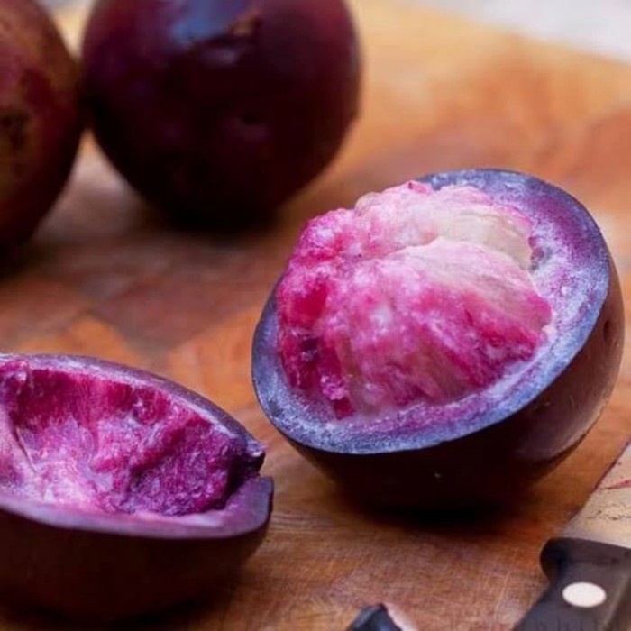 Bibit Tanaman Buah Kenitu Ungu Super