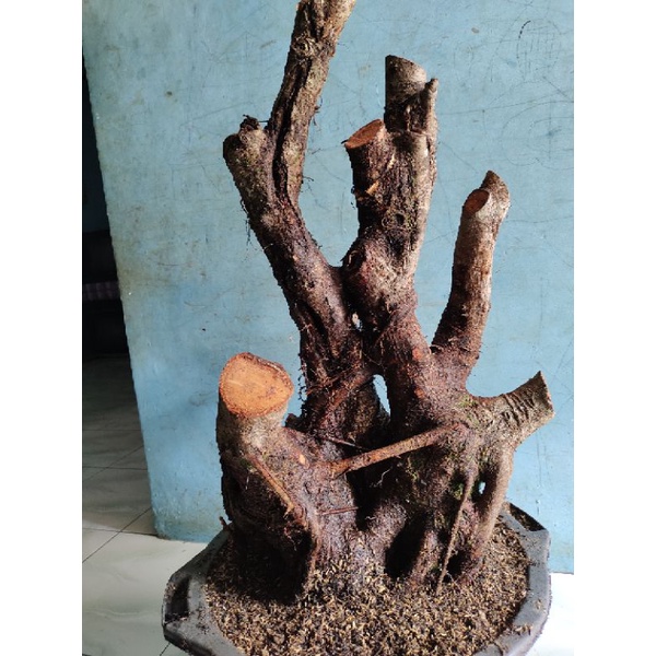 bahan bonsai dongkelan Bunut pucuk merah jumbo