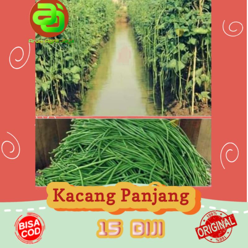 Benih bibit biji KACANG PANJANG KATRINA 15 biji