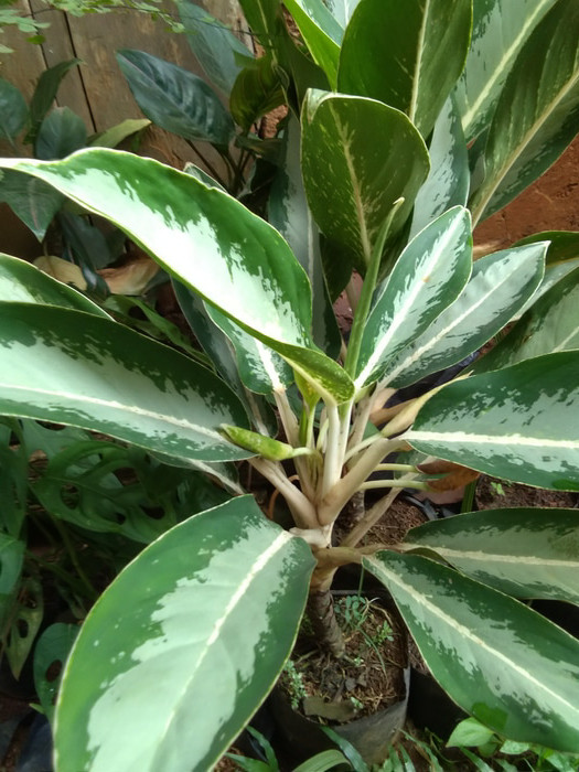Tanaman aglaonema blanceng / blanceng susu