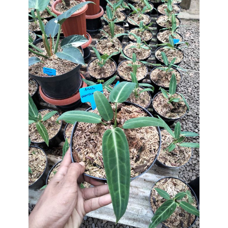 Anthurium Warocqueanum remaja - anturium lidah gajah