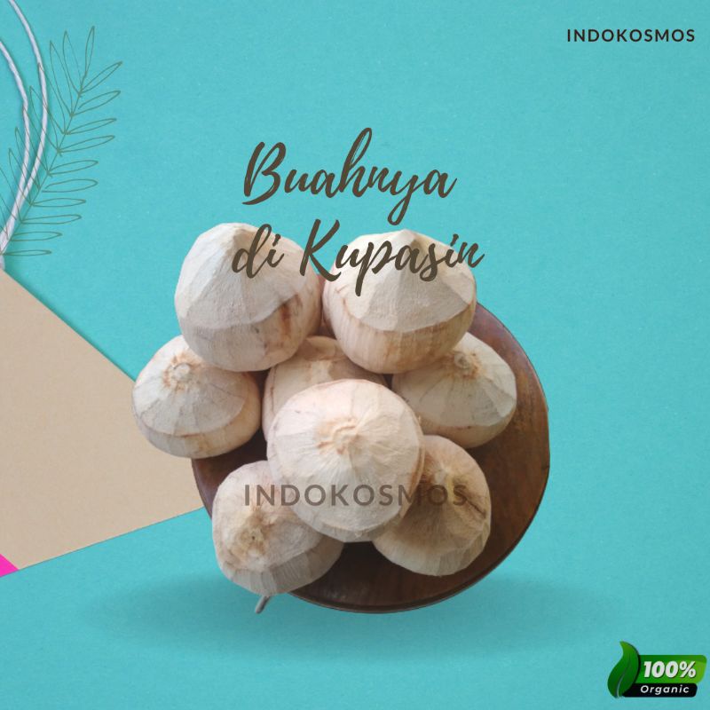 

Buah kelapa kopyor size XL termurah