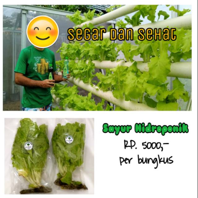 

Sayur sawi segar
