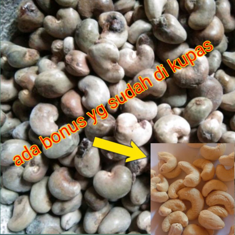 

KACANG METE GELONDONG BELUM DI KUPAS