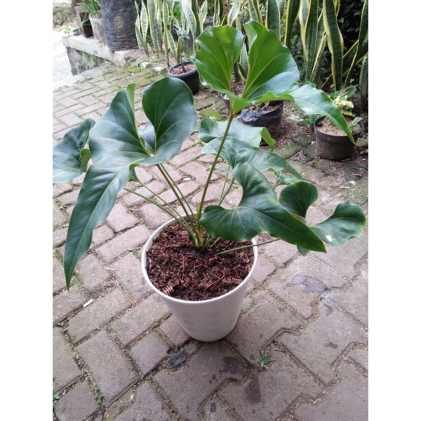 anthurium corong