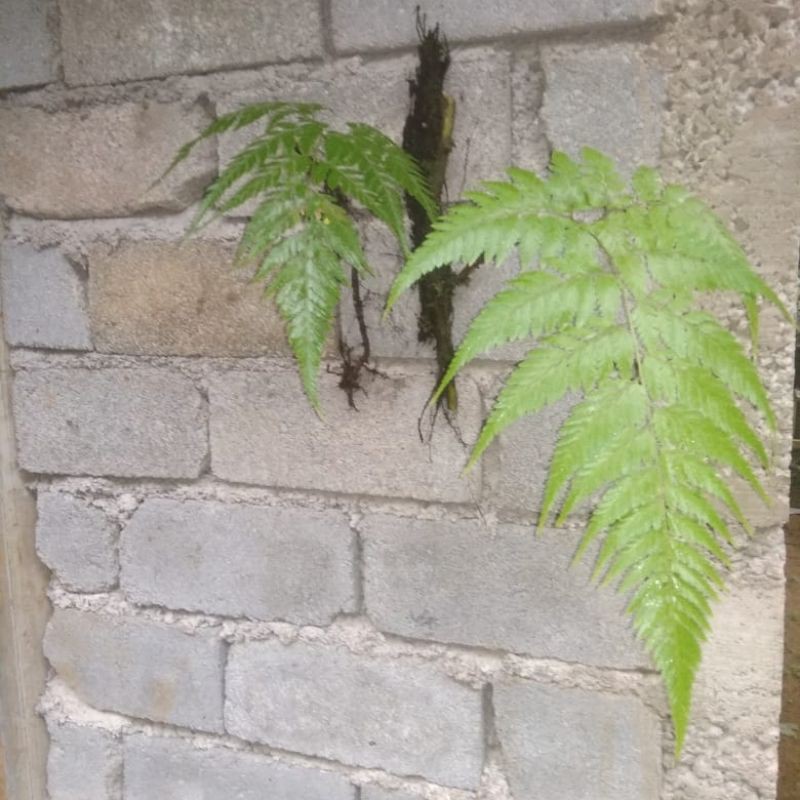 hiasan dinding pakis rambat (leaterhealf)