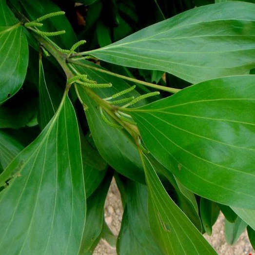 

Daun akasia atau daun acacia segar 500 gram