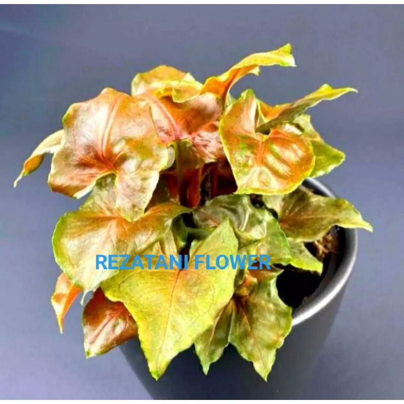 tanaman hias singonium maria/singonium pink/singonium