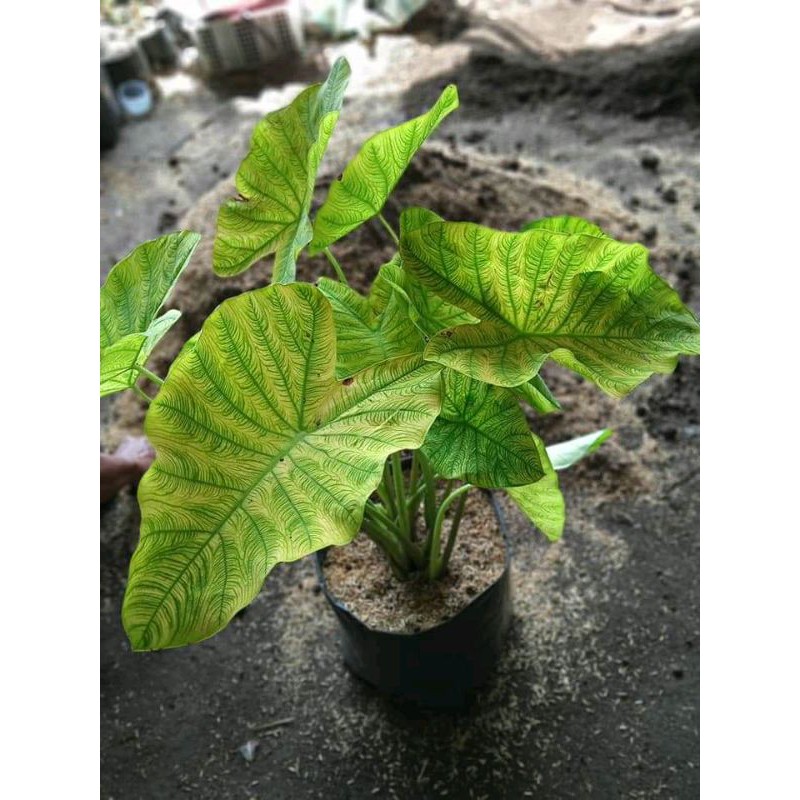 Keladi Variegata