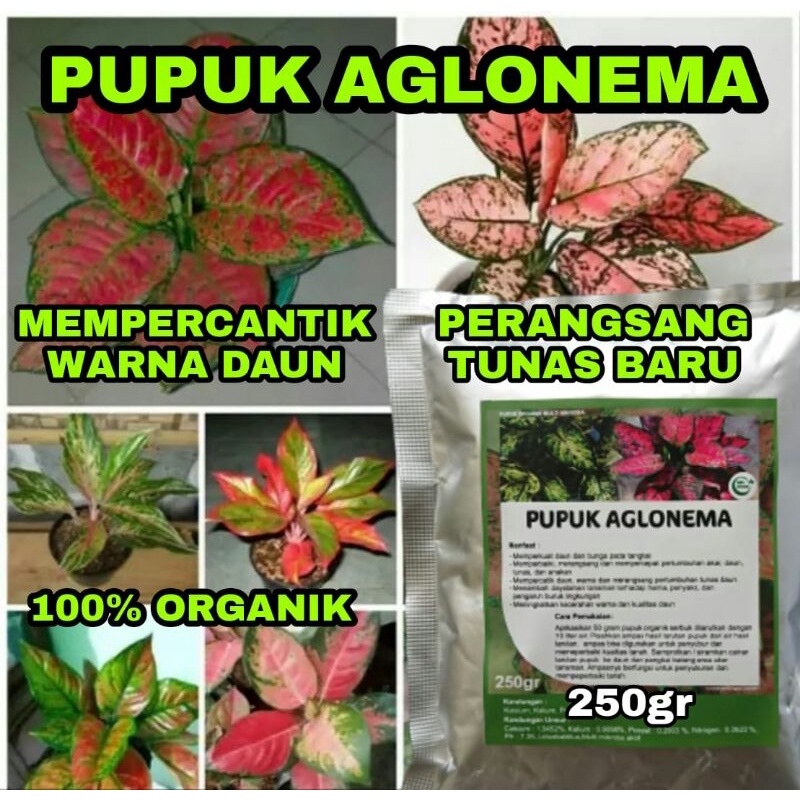 PUPUK AGLONEMA BOOSTER PERANGSANG TUNAS DAN MEMPERCANTIK DAUN