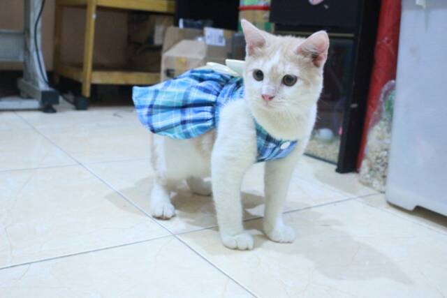 Dress kotak-kotak biru natural untuk kucing dan anjing / baju kucing murah terlaris size S M L XL