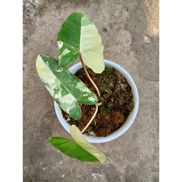 Ph. Burlemarx Variegata Batang Orange