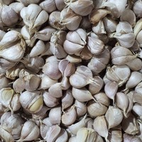 

Bawang Putih Kathing 100gr ~ 1KG BISA INSTANT DELIVERY
