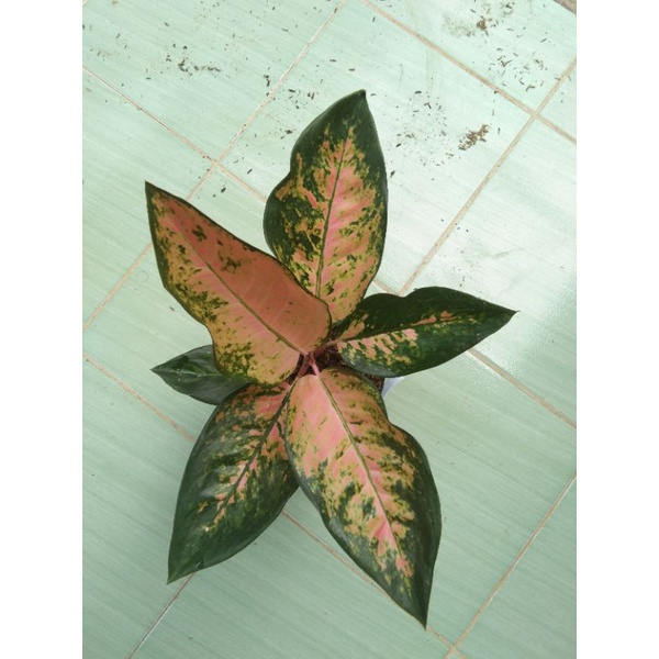 Aglonema Kochin Kuning Murah