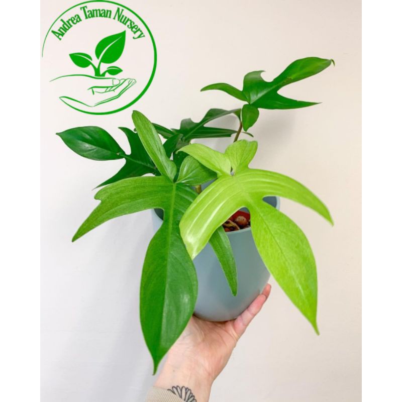 Tanaman Hias Philodendron Florida Ghost-Philo Florida Ghost