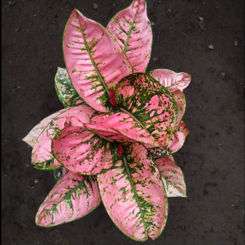 Aglonema ruby fanta (Tanaman hias aglaonema ruby fanta) - tanaman hias hidup - bunga hidup - bunga aglonema - aglaonema merah - aglonema merah - aglaonema murah - aglaonema murah - Florist Nursery