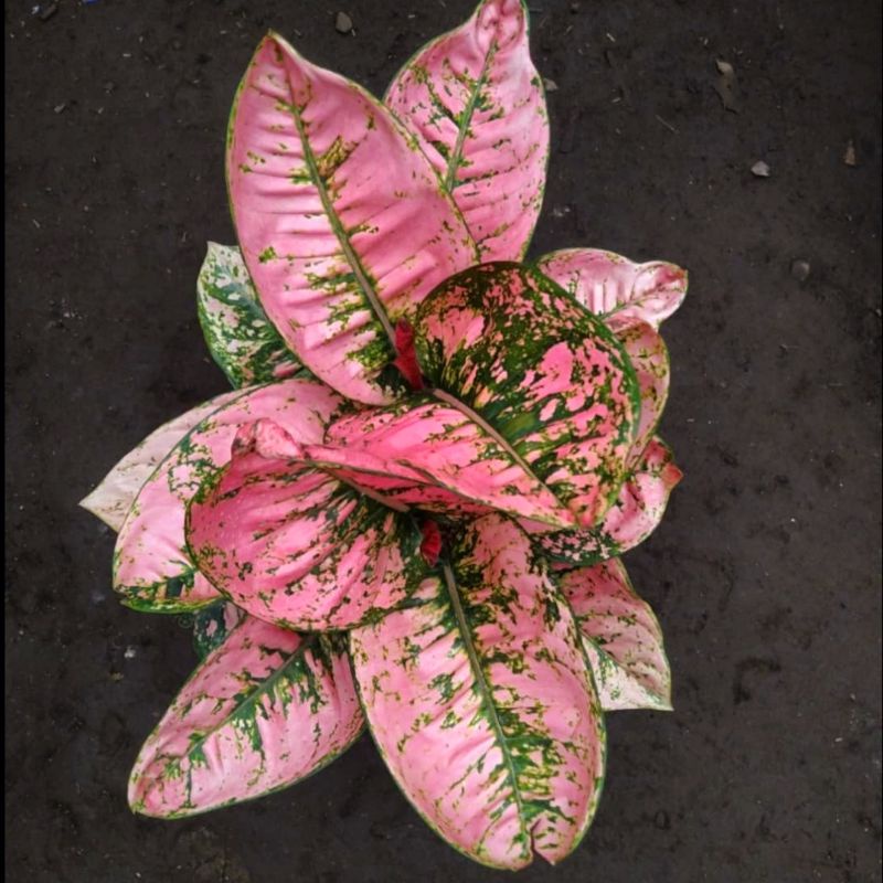 Aglonema ruby fanta (Tanaman hias aglaonema ruby fanta) - tanaman hias hidup - bunga hidup - bunga a