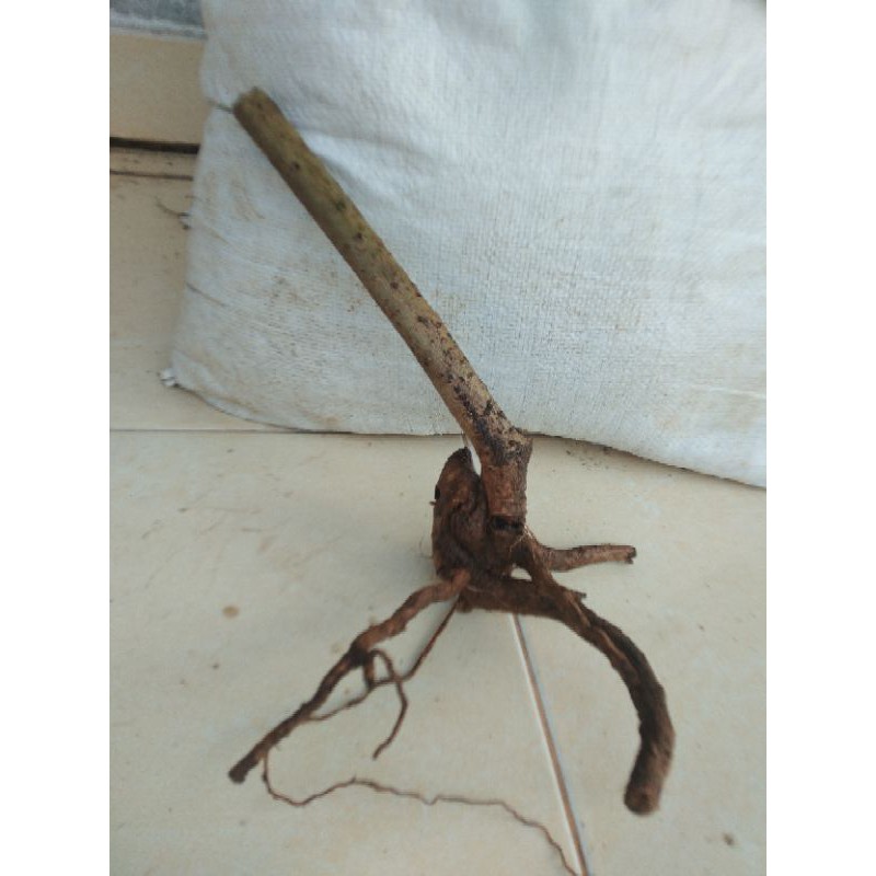 Bahan bonsai bonggol hokiantea