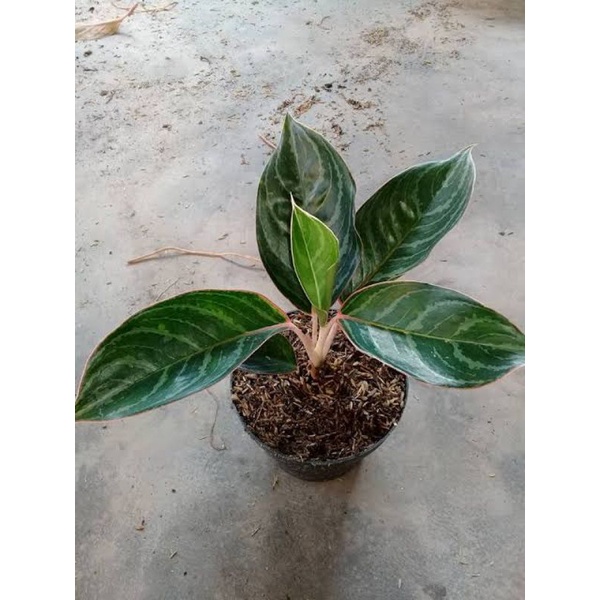 Tanaman Hias Blanceng Sri Rejeki Zebra, tanaman blanceng Zebra