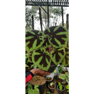 Begonia Iron Cross (Tapak Macan)