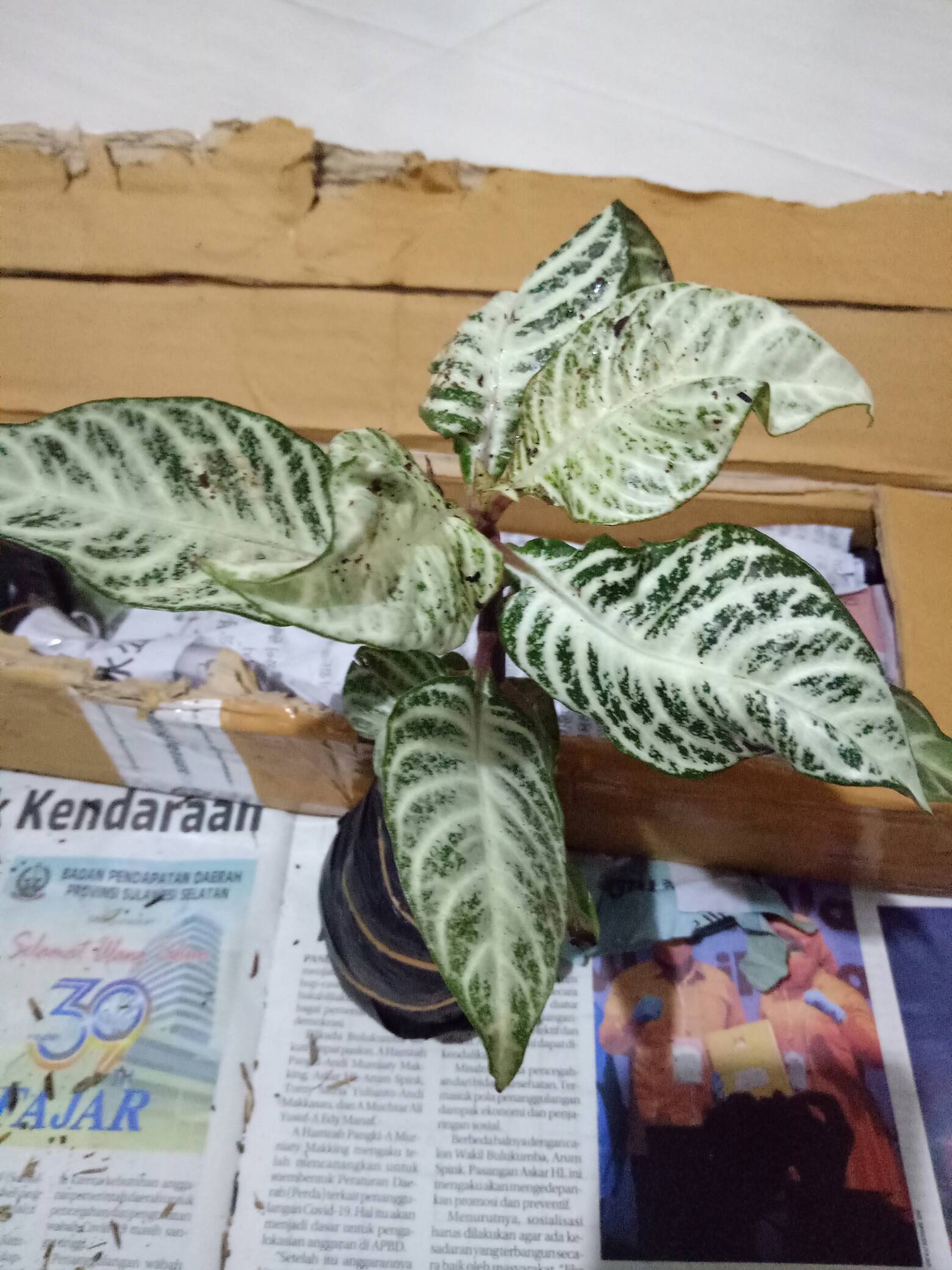 Aphelandra Squarrosa I Daun Zebra