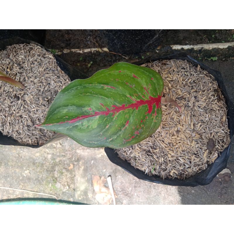 aglonema baby red borju & red legacy