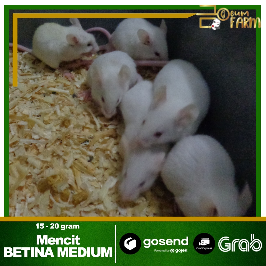 Mencit BETINA Medium Tikus Putih (15 - 20 gram)