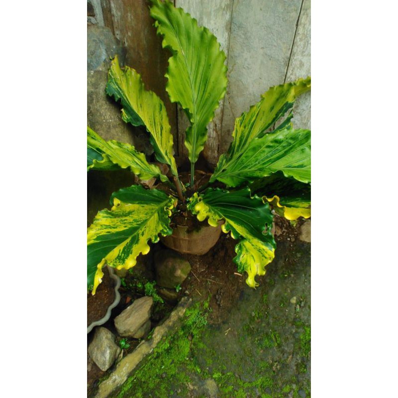 Jemani Gelombang Cinta varigata jumbo