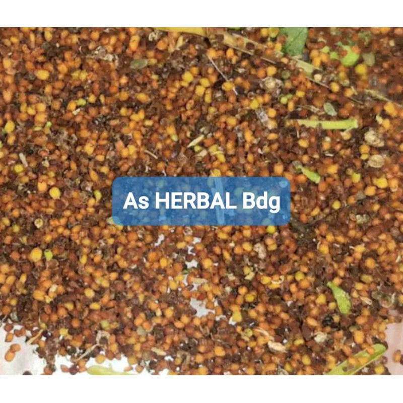 Benih biji sawi tanah sawi liar sawi hutan 1000 biji lebih-az