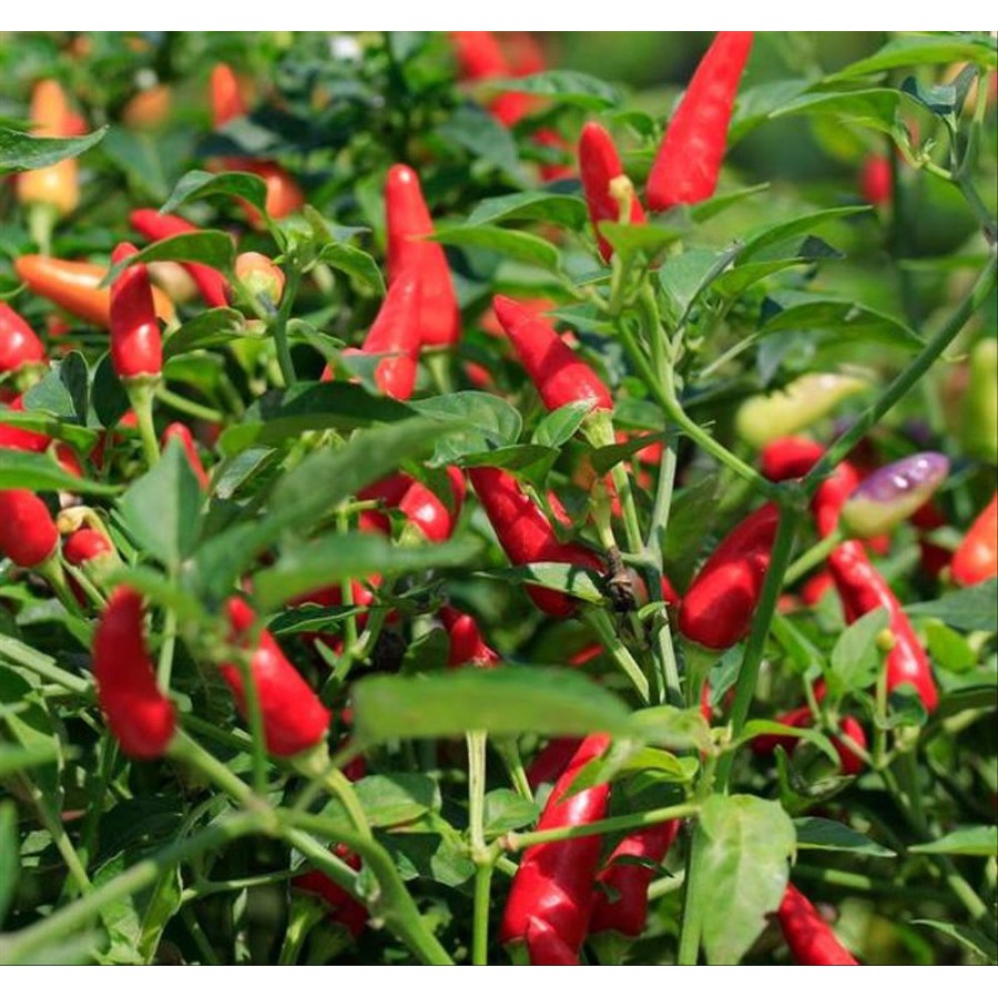 

Benih Bibit Biji Seeds Repack Cabe Bara Cabe Rawit Merah Pedas