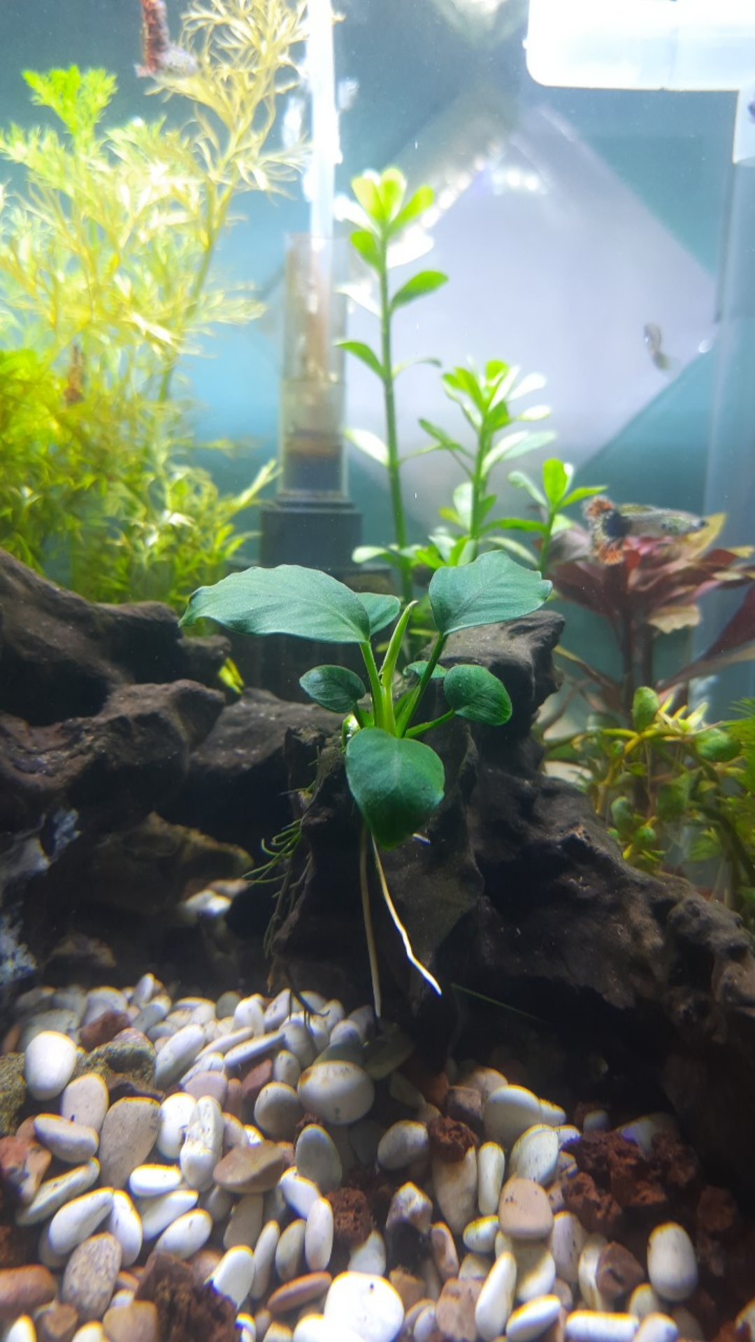 Anubias Nana Full Daun Air Size S