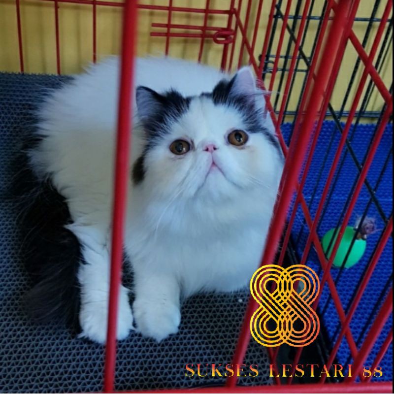 Alas Kandang Kucing / Alas Kandang Anjing 60 x 90