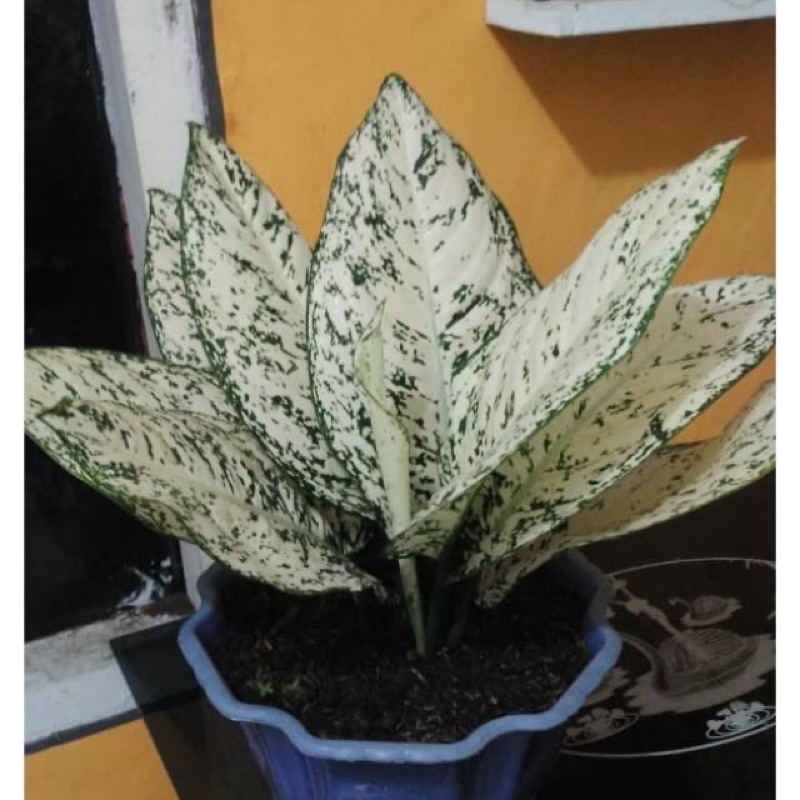 Aglaonema Big leaf anakan daun 1/2