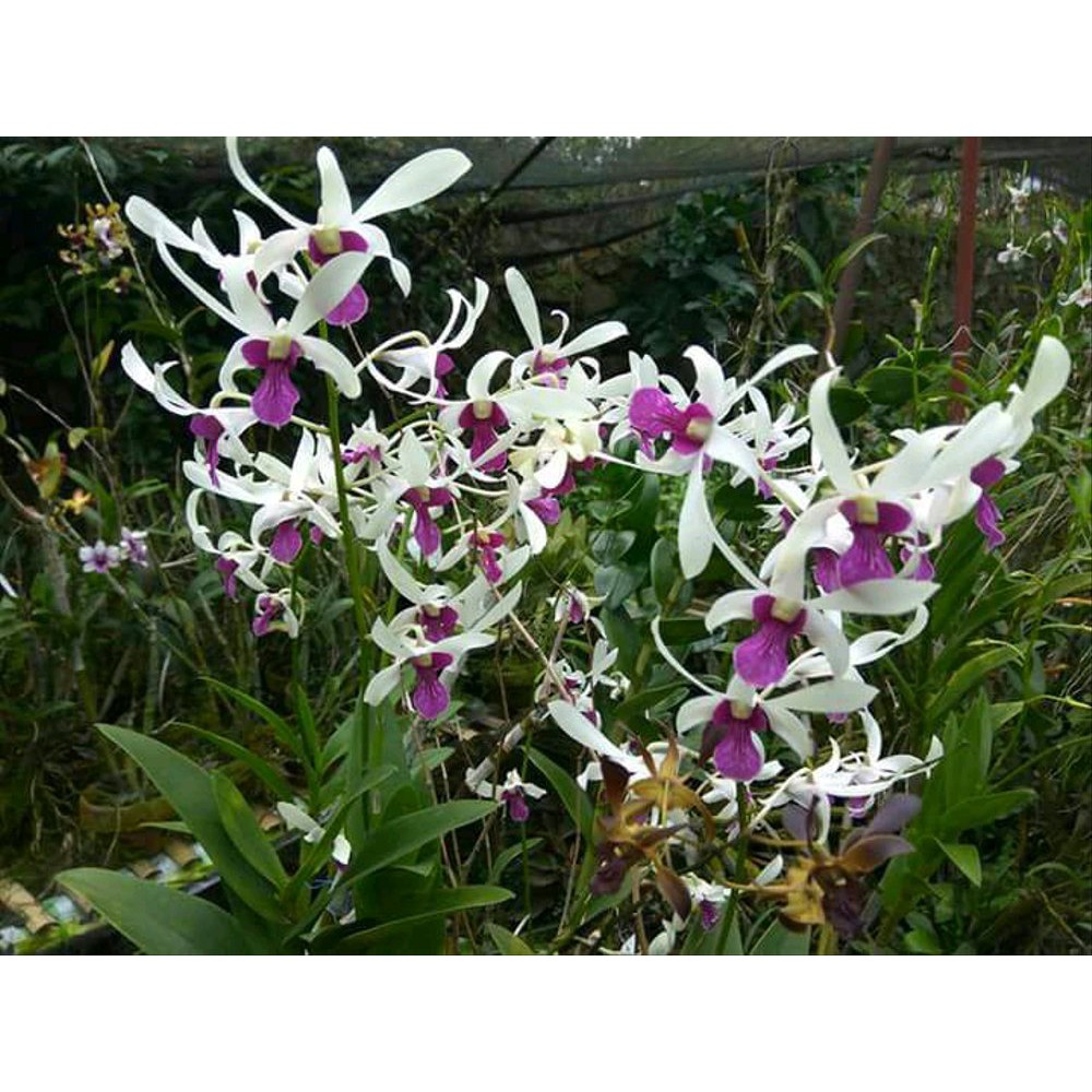 Anggrek Dendrobium Mesangnil
