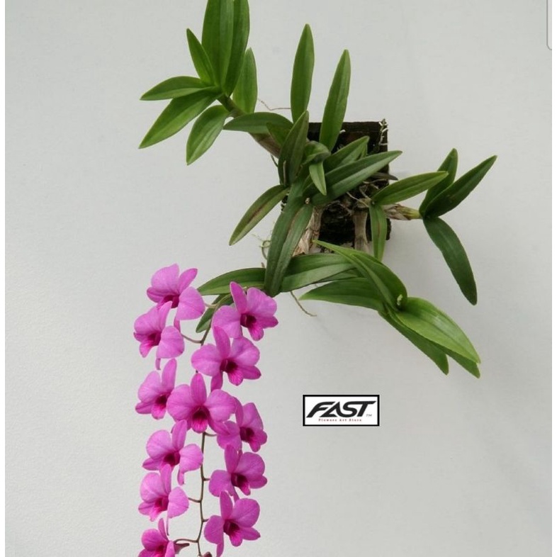 Epidendrum anggrek tanah