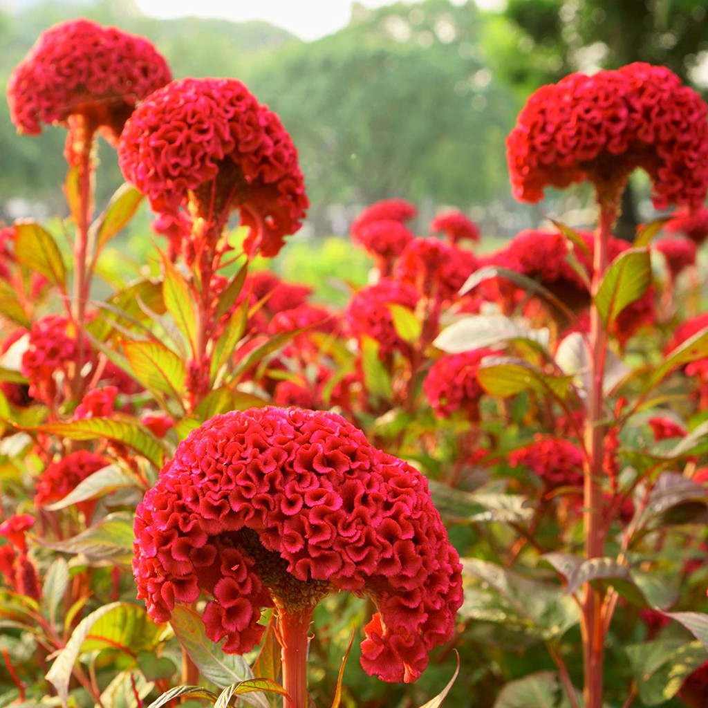 Benih Bibit Biji - Celosia Cristata Mix / Bunga Jengger Ayam / Brain Celosia Flower Seeds