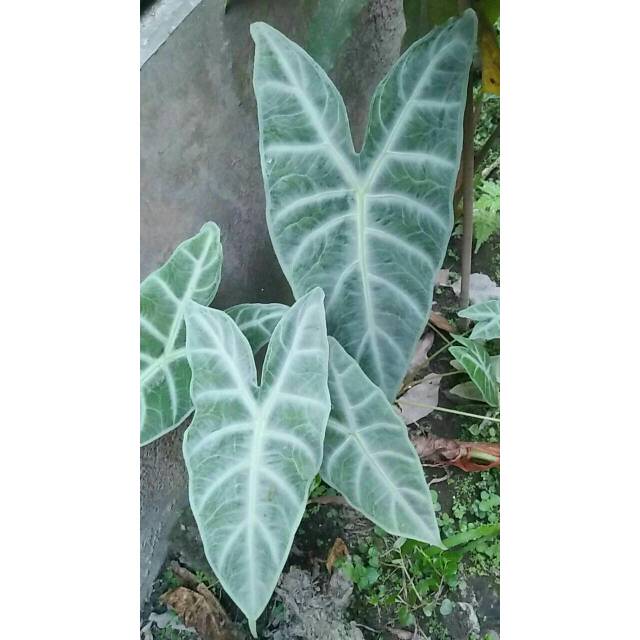 Alocasia Amazona Keladi Kuping Gajah Shopee Indonesia