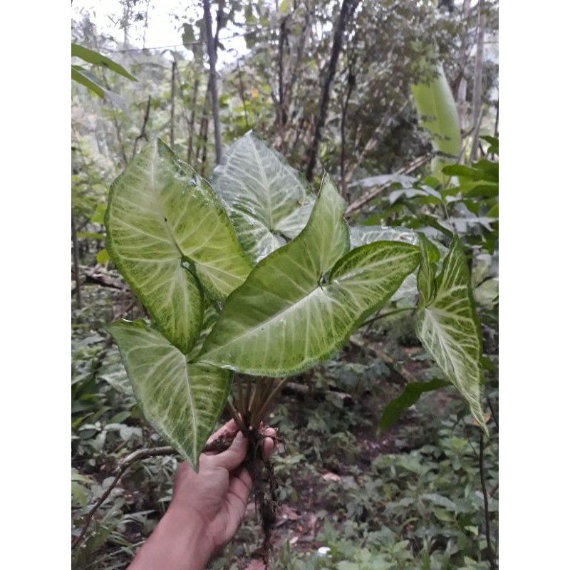 Tanaman Hias Syngonium 20-30 Daun Keladi Singonium sygonium jalu mampang