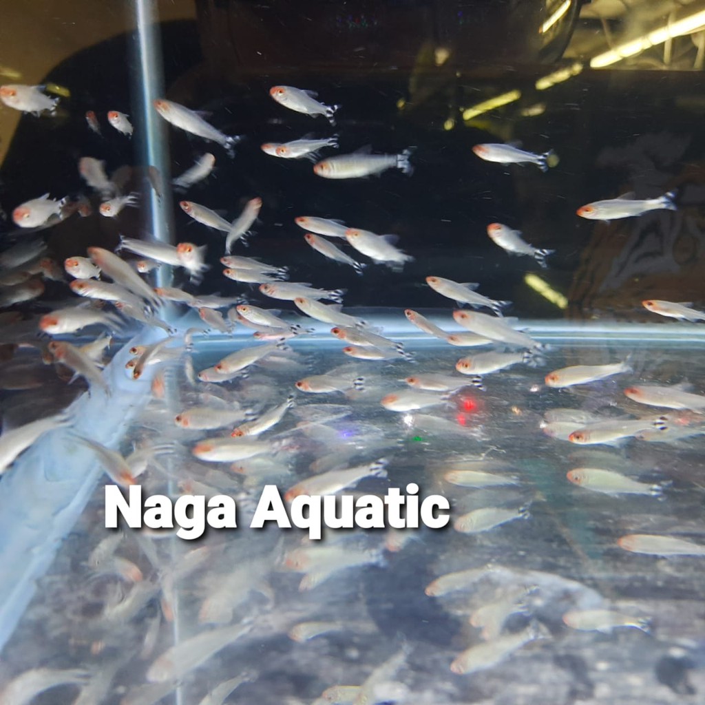 

Ikan Hias Red Nose 50 ekor