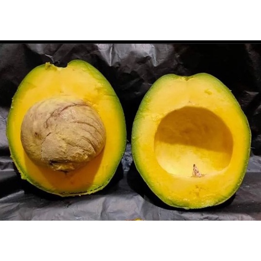 Bibit Tanaman Alpukat Miki - Alpukat Anti Ulat - Berbuah Sepanjang Tahun