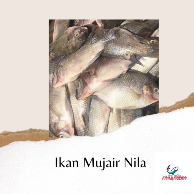 

IKAN MUJAIR NILA FRESH BANDUNG - 1KG