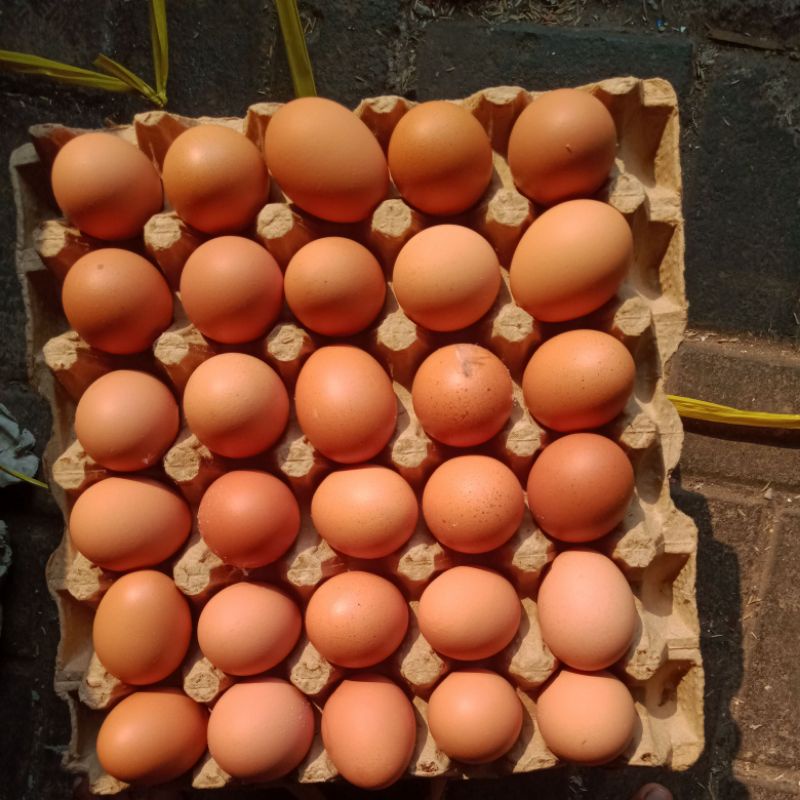 

TELUR OMEGA PER KG