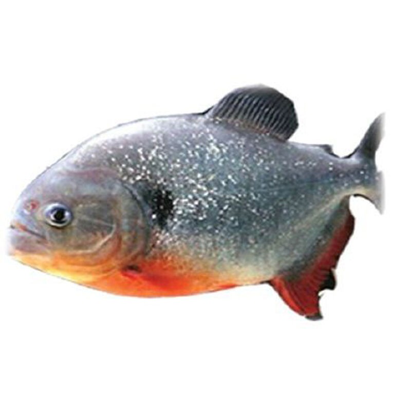 

IKAN BAWAL AIR TAWAR - PASAR KEMIRI
