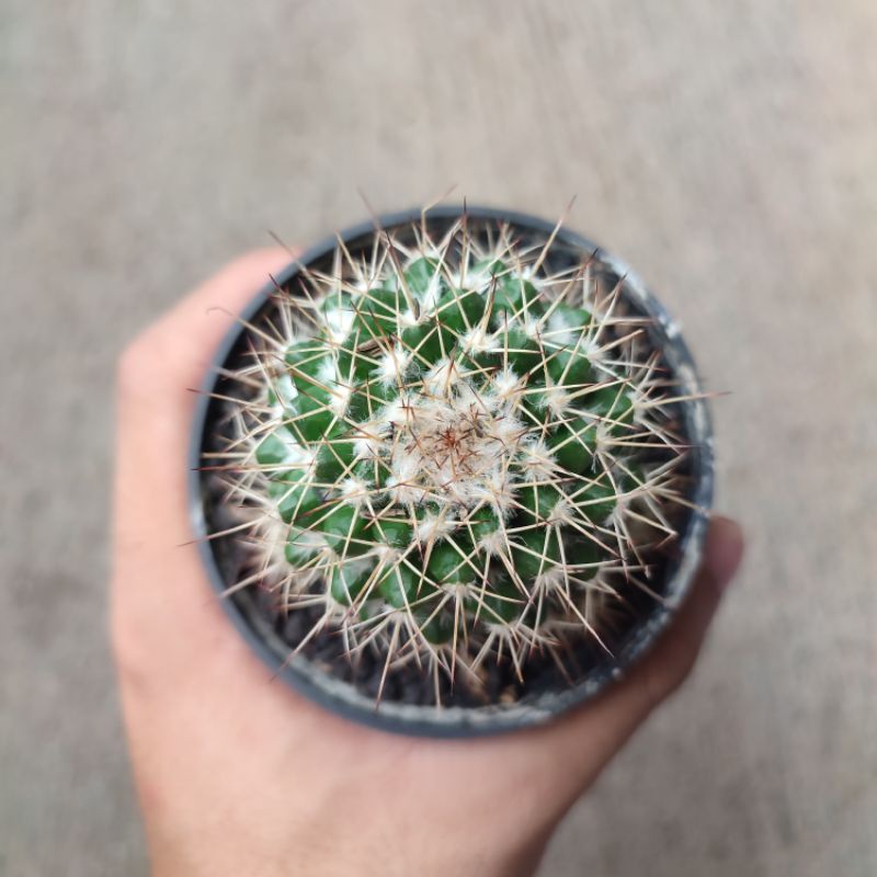 Mammillaria Karwinskiana Nejapensis/Mammillaria bulu putih/Kaktus Ownroot