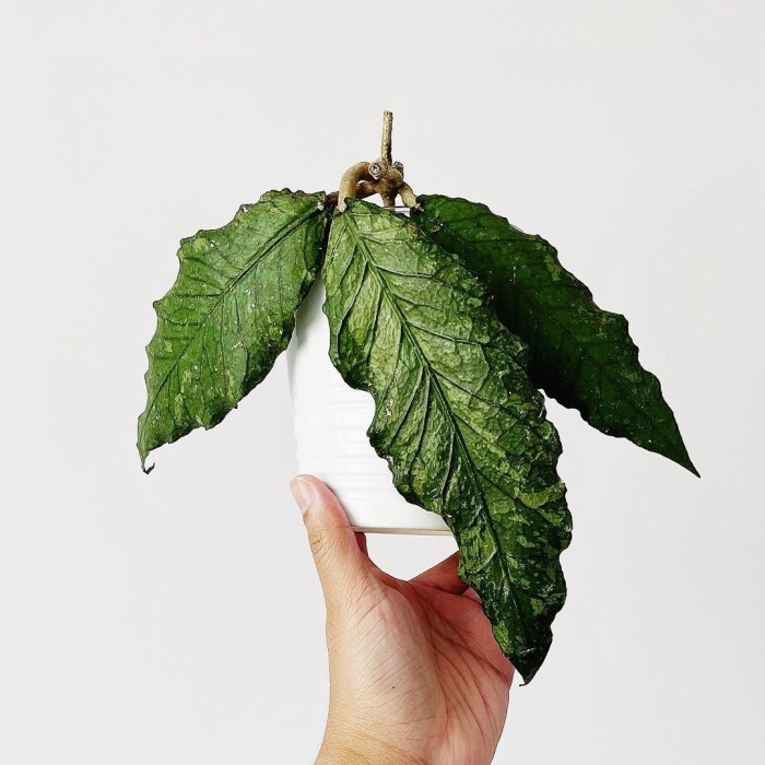 Hoya Spesies Aceh - Tanaman Hias