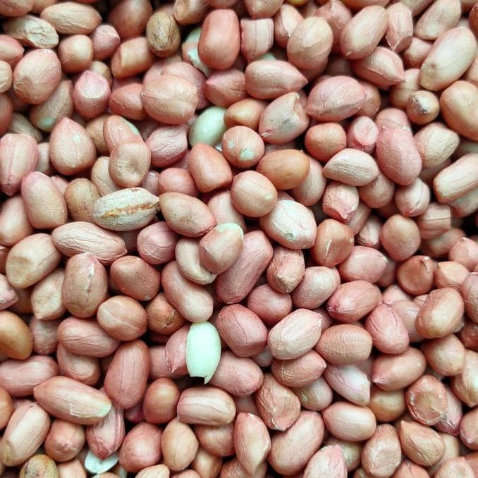 

Kacang Kulit Tanah India 1/4 Kg 250 Gram
