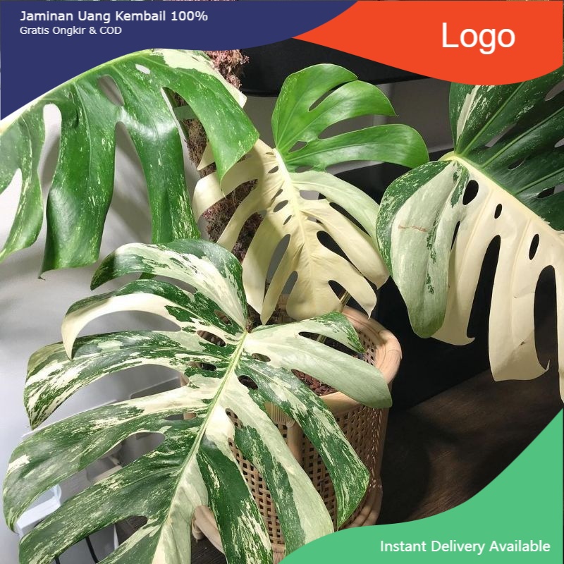 Benih batang monstera king VARIEGATA⭐⭐⭐⭐⭐